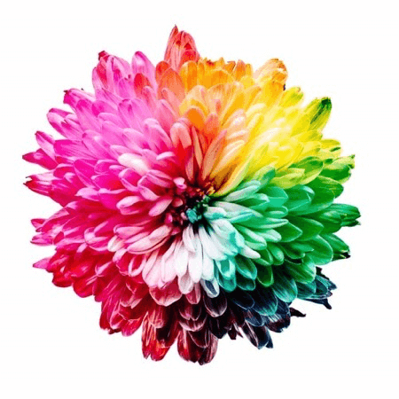 Rainbow Color Flower